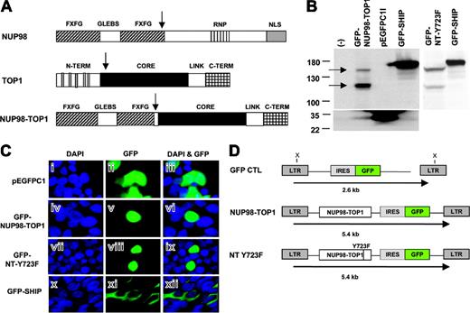 Figure 1. NUP98-TOP1 fusion protein demonstrates nuclear localization. (A) Schematic representation of NUP98, TOP1, and NUP98-TOP1 proteins. Fusion breakpoints are indicated with vertical arrows. Functional domains of NUP98 include FXFG repeats (▨), GLEBS domain (□), ribonucleoprotein (RNP)-binding domain (▥), and nuclear localization signals (NLSs) (▦). TOP1 functional domains comprise N-terminal NLS, core domain (▪), linker (□), and C-terminus (). (B) Western blot analysis of total cell lysates from calcium-phosphate-transfected 293T cells detected by anti-GFP antibody. Cells were transfected with GFP-fusion constructs as described in “Materials and methods.” Arrows indicate the size of the expected full-length NUP98-TOP1 protein (150 kDA) and a smaller processed fragment. (C) Fluorescent microscopy images of 293T cells transfected as in panel B. Panels i, iv, vii, and x depict cells stained with 4′, 6-diamidino-2-phenylindole, dilactate (DAPI) for visualization of nuclei; panels ii, v, viii, and xi show visualization of GFP expression; panels iii, vi, ix, and xii show the overlay of DAPI and GFP. Top row (i-iii) results with empty pEGFP-C1 vector, demonstrating pan-cellular GFP expression in nucleus and cytosol. Second row (iv-vi) results with GFP-NUP98-TOP1 fusion, showing that NUP98-TOP1 directs nuclear expression. Third row (vii-ix) GFP-NT-Y723F also exhibits nuclear localization. Bottom row (x-xii) results with GFP-SH2-containing inositol-5-phosphatase (SHIP) used as positive control for cytosolic localization. (D) Retroviral vectors used to express NUP98-TOP1 and NT-Y723F in murine bone marrow. The expected sizes of full-length proviral transcripts are indicated. LTR indicates long terminal repeats; GFP, green fluorescent protein; IRES, internal ribosomal entry site.