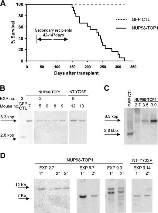 Figure 4. NUP98-TOP1 expression induces a lethal leukemia. (A) Survival curve for mice that received transplants with CTL GFP-transduced cells (dashed line, n = 10) or NUP98-TOP1-transduced cells (solid line, n = 17, average latency 225 ± 56 days). Secondary recipients transplanted with 102 to 106 primary BM cells succumbed to disease with reduced latency (42-147 days). (B) Southern blot analysis of genomic DNA from primary mice reveals full-length proviral integration. DNA was digested with XbaI, which cuts once in each LTR. (C) Northern blot analysis of total RNA from NUP98-TOP1 mice. (D) Southern blot analysis reveals that NUP98-TOP1 induces monoclonal or oligoclonal disease, which is transplantable to secondary recipients. The labeling indicates the experiment number and the mouse used to transplant secondary recipients. Genomic DNA from moribund mice was digested with BglII (NUP98-TOP1) or EcoRI (NT-Y723F), which cut once in the provirus sequence. Membranes were hybridized with a probe specific to GFP. In panel D, 1° indicates primary; 2°, secondary.