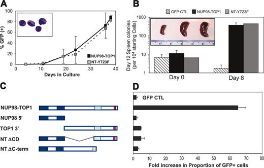 Figure 6. NT-Y723F behaves similarly to wild-type NUP98-TOP1 to induce an in vitro and in vivo proliferative advantage. (A) NT-Y723F induces an increase in the proportion of transduced (GFP+) BM cells in liquid cultures similar to that observed for NUP98-TOP1. Graph is representative of 2 independent experiments. Values are mean ± SD of single experiment plated in triplicate. Inset, cytospin preparation taken at day 28. Inset magnification, × 100. (B) Frequency of day 12 spleen colonies obtained immediately after FACS sorting (day 0; left) or following 8 days of liquid culture (day 8; right) (mean ± SD; n > 2). Inset, representative pictures of day 12 spleens following injection of transduced cells cultured for 8 days. GFP CTL spleen was derived from a culture initiated with 2 × 104 cells; in contrast both NUP98-TOP1 and NT-Y723F gave rise to enlarged spleen from only 500 input cells. (C) Schematic representation of NUP98-TOP1 mutants used in this study. (D) Fold increase in the proportion of GFP+ cells in liquid culture measured 4 weeks after culture initiation. Representative graph of n = 2 independent experiments with each sample plated in triplicate (Avg ± SD).