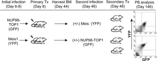 Figure 7. Outline of strategy used to transplant BM cells coexpressing NUP98-TOP1 and Meis1. Five-fluorouracil (5-FU) BM was harvested, transduced, and transplanted into primary mice as described in “Materials and methods.” Five weeks after transplantation, non-5-FU BM was harvested from the primary mice and transduced, and 1 × 106 cells were transplanted into secondary mice along with 3 × 105 helper cells. FACS profiles are representative of PB at 98 days after secondary transplantation. Top plot indicates NUP98-TOP1 BM infected with Meis1; bottom, Meis1 BM infected with NUP98-TOP1.