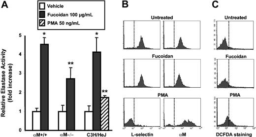 Figure 3. Fucoidan induces the release of proteases without activation of myeloid cells. (A) BMNCs from αM+/+, αM–/–, or C3H/HeJ mice were treated with 100 μg/mL fucoidan, vehicle, or with 50 ng/mL PMA (C3H/HeJ group only). Enzymatic activities were measured using a chromogenic substrate. Error bars represent mean ± SEM relative elastase activity. *P < .01; **P < .05, n = 4. (B) Expression of L-selectin or αM in vehicle, fucoidan, and PMA-treated BMNCs and (C) the oxidative burst as measured with DCFDA were analyzed by flow cytometry. Vertical lines indicate the fluorescence level of untreated or negative control samples. Shown are representative of at least 3 experiments.