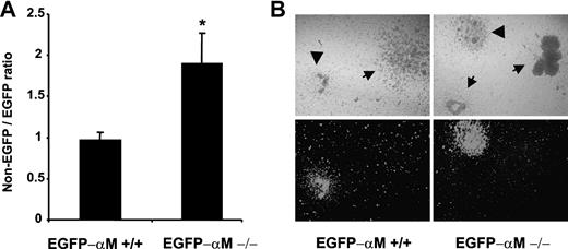 Figure 7. Progenitor mobilization in chimeric mice. Animals chimeric for αMβ2 (αM+/+ or αM–/–) and enhanced green fluorescence protein (EGFP) expression were generated by bone marrow transplantation. Two months after transplantation mice were mobilized by a single injection of fucoidan. The numbers of nonfluorescent and green fluorescent colonies after 7 days of culture were determined using an inverted microscope equipped with a fluorescence source. (A) The ratios of EGFP-negative and EGFP-positive colonies were determined from mobilized colonies in the blood. Shown are mean ± SEM ratios. n = 6 from 2 independent experiments (Table 3). *P < .05 compared with the EGFP-αM+/+ chimera. (B) A representative area containing colonies grown in methylcellulose media is shown using phase (top) or fluorescence microscopy (bottom) and a × 5 dry objective. EGFP-derived HPCs (arrowheads) can be distinguished from nonfluorescent colonies (arrows).