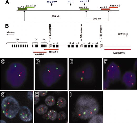 Figure 1. Patterns of FISH probes used in this study. (A) Schematic representation of the probe sets used for detection of the t(11;14)(q13;q32) breakpoint in chromosome 11q13, consisting of differentially labeled (green and red) pooled cosmids and P1-derived artificial chromosomes (PACs). (Adapted from Haralambieva et al16 with permission.) (B) Schematic representation of the immunoglobulin heavy chain (IgH) gene locus and the IgH FISH probes used in the CCND1 colocalization assay. Cosmid U2-2 covers JH and part of DH gene segments and cos3/64 covers the JH, Cδ, and Cμ gene segments, as described by Southern blotting analysis with segment-specific probes22 and DNA fiber FISH mapping.23 PAC clone PAC27M16 was mapped by DNA fiber FISH and located immediately 3′ of the immunoglobulin Ca2 region (J. Guikema, E.S., and P.M.K., unpublished results, May 2003). (C-F) Segregation FISH analysis. Panels C and D both show a t(11;14)(q13;q32) translocation indicated by the presence of segregated red and green signals. Panel E shows a monoallelic translocation break with loss of the derivative chromosome der11, as indicated by the presence of a single red signal and the lack of a green signal. The colocalized signal (red/green) represents the normal allele. (F) Segregation FISH analysis showing increased copy numbers for the CCND1 locus indicated by the presence of 3 colocalized signals. (G-I) Traditional interphase FISH analysis showing a trisomy (G), a polysomy (H), or a disomy (I). Original magnification × 630 for panels C-I.