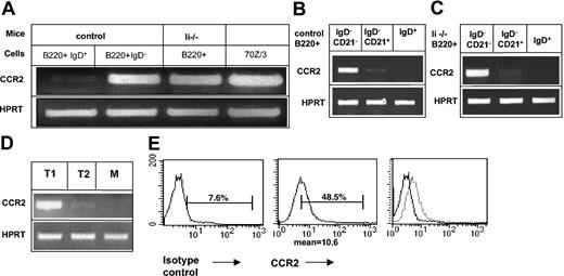 Figure 1. CCR2 is expressed in immature B cells and is down-regulated as part of the transition between immature and mature B cells. (A-D) RT-PCR of (A) immature (IgD– B220+) cells derived from control or invariant chain-deficient (Ii–/–) mice; control mature (IgD+ B220+) cells and 70Z/3 cells were purified. Total RNA was isolated, and reverse transcription was carried out by using Superscript II RT. (B-C) B cells (B220+) from control (B) or invariant chain deficient (Ii–/–) (C) mice were separated into IgD+ and IgD– cells; IgD– cells were separated according to their CD21 expression using the MACS system. Total RNA was isolated, and reverse transcription was carried out by using Superscript II RT. The results presented are representatives of 5 different experiments. (D) T1, T2, and mature (M) B cells were separated by fluorescence activated cell sorting (FACS). Total RNA was isolated, and reverse transcription was carried out by using Superscript II RT. (E) FACS analysis of CCR2 expression on 70Z/3 cells. 70Z/3 cells were stained with anti-CCR2 or a control antibody. The results presented are representative of 3 different experiments. Brackets indicate percentage of CCR2-positive cells.