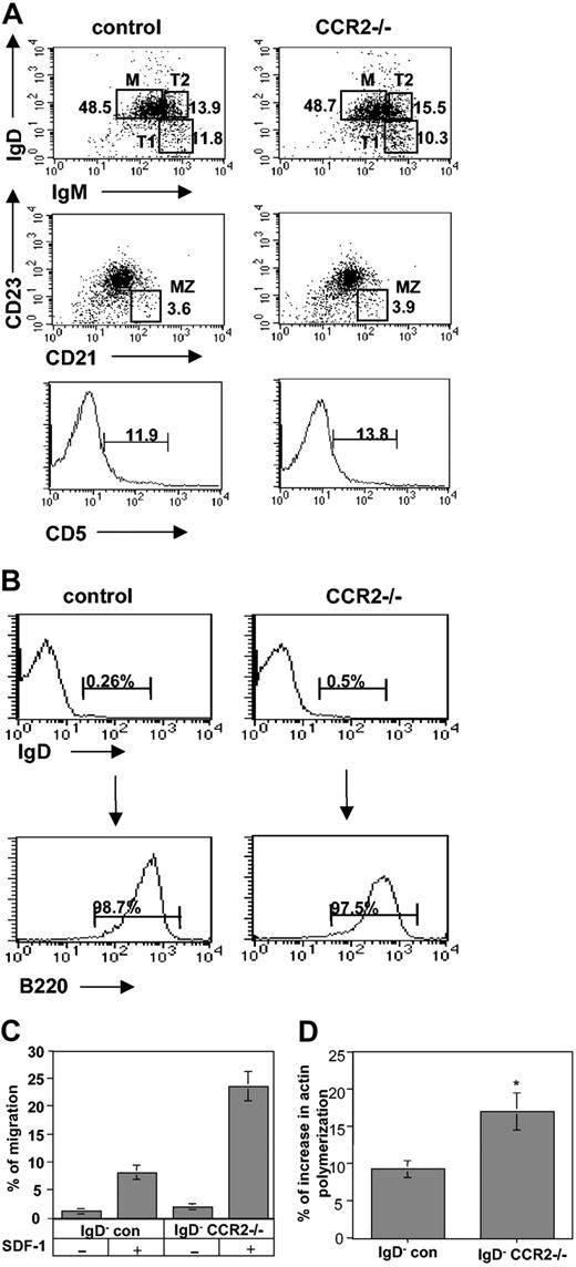 Figure 2. CCR2-deficient immature B cells exhibit elevated actin polymerization and chemokine-induced migration. (A) Splenocytes from control and CCR2–/– mice were triple stained with anti-B220 and anti-IgD or anti-IgM, anti-CD23, anti-CD21, and anti-CD5. Dot plots show the expression of the markers on B220+ cells. M indicates mature B cells; T1, transitional B cells 1, T2, transitional B cells 2; MZ, marginal zone B cells. Histograms show the expression of CD5 on B220 cells. Numbers represent percentage of each population. The results presented are representative of 5 different experiments. (B) Purification of immature B cells. IgD– splenocytes from control and CCR2–/– mice were separated by anti-B220 magnetic beads as described in “Materials and methods.” Numbers represent percentage of CD5-positive cells. (C) Transwell migration assay. Immature (IgD– B220+) B cells from control or CCR2–/– mice were placed in the upper well of a 24-well transwell plate in the presence or absence of SDF-1 (1000 ng/mL). The number of the migrating cells found in the lower chamber was evaluated after 3 hours of FACS analysis. Percentage migration was calculated as the number of migrating cells in the lower chamber as a fraction of the input cells in the upper chamber. The results presented are representative of 3 different experiments. (D) Cytoskeleton rearrangement. Immature B cells from control and CCR2–/– mice were stimulated with 500 ng/mL SDF-1 for 15 seconds, fixed, and permeabilized, and their intracellular F-actin was stained with FITC-phalloidin. The change in polymerized actin was analyzed by FACS. Percentage increase in actin polymerization was calculated as the polymerization of actin in the presence of SDF-1–polymerization of actin without SDF-1/polymerization of actin without SDF-1. The results presented are representative of 5 different experiments. Error bars represent standard error of the results of all the experiments used to calculate the average.