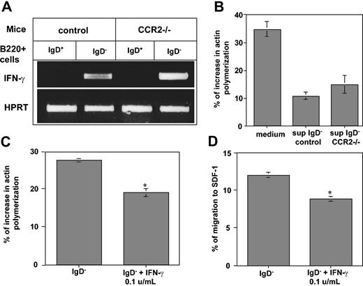 Figure 3. The inhibitory control of CCR2 on migration is independent of the IFN-γ regulated pathway. (A) IFN-γ transcription in CCR2–/– cells. Mature (IgD+ B220+) and immature (IgD– B220+) B cells derived from control or CCR2–/– mice were purified, total RNA was isolated, and reverse transcription was carried out by using Superscript II RT. (B-C) Actin polymerization assay. Mature B cells were treated for 30 minutes with medium or supernatant collected from immature B cells of control or CCR2–/– mice (B). Immature CCR2–/– B cells were pretreated with IFN-γ (0.1 U/mL) for 30 minutes (C). The cells were then stimulated with 50 μg/mL SDF-1 for 15 seconds, fixed, and permeabilized, and their intracellular F-actin was stained with FITC-phalloidin. Percentage increase in actin polymerization was calculated as described in Figure 2. (D) Transwell migration assay. Immature CCR2–/– B cells were pretreated with IFN-γ (0.1 U/mL) for 30 minutes and then placed in the upper well of a 24-well transwell plate in the presence or absence of SDF-1. After 3 hours, the number of the migrating cells found in the lower chamber was evaluated by FACS analysis. Percentage migration was calculated as described in Figure 2. The results presented are representative of 3 different experiments. Error bars represent the standard error of the results of all the experiments used to calculate the average. *Significant at a 98% level.
