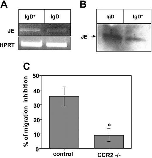 Figure 4. JE mRNA and protein are expressed in both mature and immature B cells and inhibit migration of immature B cells by interacting with CCR2. (A) Mature (IgD+ B220+) and immature (IgD– B220+) cells from control mice were purified. Total RNA was isolated, and reverse transcription was carried out by using Superscript II RT. (B) Western blot analysis. Levels of JE in total cell lysates of IgD+ 220+ and IgD– B220+ control cells. The band representing JE is indicated. The results presented are representative of 3 separate experiments. (C) Transwell migration. IgD– B220+ cells were isolated from control or CCR2–/– mice and pretreated for 30 minutes in 10 mL medium with or without JE. The cells were then washed and placed in the upper well of a 24-well transwell plate in the presence of SDF-1. The number of migrating cells found in the lower chamber was evaluated after 3 hours by FACS analysis. Migration was calculated as described in Figure 2, and the inhibition of migration was calculated as the migration with JE/migration without JE × 100. The results presented are representative of 3 different experiments. Error bars represent the standard error of the results of all the experiments used to calculate the average. *Significant at a 98% level.