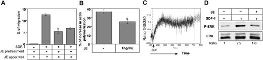 Figure 6. JE inhibits SDF-1–induced migration of 70Z/3 cells because of inhibition of ERK phosphorylation. (A) Transwell migration. 70Z/3 cells were pretreated with or without JE for 30 minutes. The cells were then washed, and transwell assay was preformed as described in Figure 2. The results presented are representative of 3 different experiments. (B) Actin polymerization. 70Z/3 cells were pretreated with or without JE for 30 minutes. The change in the cells' actin polymerization was then evaluated as described in panel A. The results presented are representative of 3 different experiments. Error bars represent the standard error of the results of all the experiments used to calculate the average. *Significant at a 98% level. (C) 70Z/3 cells pretreated in the presence (dotted line) or absence (dark line) of CCL2/JE (1 ng/mL). The cells were labeled, and calcium mobilization was monitored before and after SDF-1 stimulation. The results are representative of 3 different experiments (D) 70Z/3 cells were pretreated with or without CCL2/JE (1 ng/mL) for 30 minutes. The cells were then stimulated with SDF-1 for 1 minute. Cells were lysed immediately, and lysates were separated on reducing 10% (wt/vol) SDS-PAGE and immunoblotted with anti-phosphospecific ERK1/2 (p-ERK). Immunoblots were stripped and reprobed with anti-ERK1/2. Ratio calculation is as follows: The intensity of p-ERK band in each treatment was divided by the intensity of the ERK band in each lane. The ratio in the absence of any treatment was normalized to 1, and the ratio in each treatment was calculated as the intensity in treatment relative to 1.