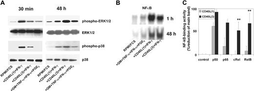 Figure 2. Kinetics and strength of activation of ERK1/2, p38 MAPK, and NF-κB in MoDCs in response to different CD40L preparations. MoDCs were stimulated as described in the legend to Figure 1. Cells were harvested at the indicated time points following stimulation, gently washed, and resuspended in lysis buffer. (A) Phosphorylation of ERK1/2 and p38 MAPK 30 minutes and 48 hours after activation (representative of at least 4 experiments). (B) NF-κB binding activity in cellular protein extracts of migratory-type and proinflammatory-type MoDCs. Electrophoretic mobility shift assay (EMSA) was performed 1 hour (n = 1) and 48 hours (n = 3) after stimulation. Supershift: comparison of binding activity of NF-κB family members in CD40L1- and CD40L3-activated MoDCs after 48 hours. (C) NF-κB binding activity as percentage reduction of optical density in the main band in the presence of the specified antibody relative to the control band without antibody. Results are shown as mean values ± SEM of 3 experiments; *P < .05 comparing CD40L1 and CD40L3.