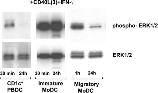 Figure 7. Nonpersistent ERK1/2 phosphorylation in CD1c+ PBDCs and migratory MoDCs activated with CD40L3 plus IFN-γ. CD1c+ PBDCs were isolated from PBMCs. Following a 24-hour culture in the presence of GM-CSF plus IL-4, CD1c+ PBDCs (5 × 105 per condition) were stimulated with CD40L3 plus IFN-γ for 30 minutes or 24 hours. Subsequently, CD1c+ PBDCs were harvested, washed, resuspended at concentrations of 5 × 106/mL in Western sample buffer, and snap frozen. ERK1/2 phosphorylation of 1 representative experiment is shown (n = 3 for CD1c+ PBDCs). Immature MoDCs were stimulated with CD40L3 plus IFN-γ directly following the 7-day culture period (n = 5). Migratory MoDCs were initially stimulated with GM-CSF plus TNF-α plus IFN-α plus PGE2 for 24 hours and then washed, and CD40L3 plus IFN-γ was added as indicated (n = 4).