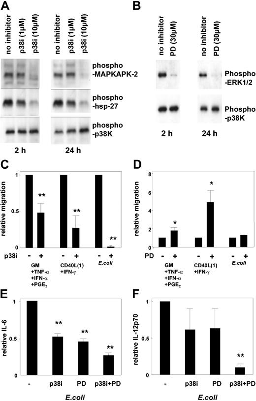 Figure 8. Synergistic and antagonistic effects of ERK1/2 and p38 MAPK modulate MoDC migration and cytokine secretion. MoDCs were stimulated as described in the legend to Figure 1. Additionally, PD98059 (inhibitor of ERK1/2) or p38 MAPK inhibitor (p38i) was added as indicated. Cellular lysates were prepared after 2 and 24 hours. (A) Inhibition of phosphorylation of the p38K substrates MAPKAPK-2 and hsp-27 but not of p38K by 10 μM p38K inhibitor (p38Ki). One representative of at least 3 experiments is shown. (B) Inhibition of ERK1/2 phosphorylation but not of p38K phosphorylation by the MEK inhibitor PD98059. One representative of at least 5 experiments is shown. (C) Inhibition of migration of MoDCs activated for 48 hours with the indicated protocols by p38Ki (10 μM) (mean ± SEM of 4 to 8 experiments, **P < .01). (D) Enhanced migration of MoDCs activated for 48 hours in the presence of PD98059 (30 μM) (mean ± SEM of 4 to 8 experiments, *P < .05). (E) Reduction of IL-6 secretion and (F) reduction of IL-12p70 secretion by MoDCs activated with intact E coli for 48 hours in the absence or presence of p38Ki (10 μM), PD98059 (30 μM), or both (mean ± SEM of 7 experiments, *P < .05, **P < .01).