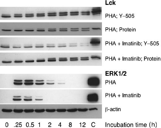 Figure 5. Imatinib mesylate inhibits phosphorylation of molecules participating in cellular signaling. To identify imatinib mesylate–sensitive intracellular signaling pathways we measured the levels of phosphorylation of Lck and ERK1/2, both associated with TCR-mediated signaling. We exposed PHA-stimulated T cells to imatinib mesylate (10 μM) and found that the drug did not affect the levels of Lck protein, but it inhibited Tyr505 phosphorylation. Similarly, imatinib mesylate inhibited phosphorylation of ERK1/2.