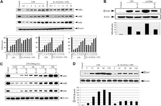 Figure 3. IL-10 pretreatment of DC inhibits IκB protein degradation, phosphorylation, and p65 phosphorylation. (A) DCs were pretreated with 50 ng/mL IL-10 or left untreated for 24 hours, and then were stimulated with 500 ng/mL LPS for the indicated times (in hours). Cytoplasmic extracts were resolved through SDS-PAGE and analyzed by Western blot using an anti-IκBα antibody or on stripping the membrane, antibody specific for IκBβ,IκBϵ,or β-actin. (bottom panels) Corresponding densitometric analyses were determined by measuring the ratio of intensity of the respective IκB proteins to β-actin expression per unit area for a given time and were presented as an arbitrary unit. (B) DCs were pretreated with 50 ng/mL IL-10 or left untreated for 24 hours, and then were stimulated with 500 ng/mL LPS or 10 μg/mL anti-CD40 antibody for 30 minutes. Cytoplasmic extracts were analyzed by Western blot using an antiphospho-IκBα antibody. The same membrane was reprobed with antiβ-actin antibody (bottom panel). Corresponding densitometric analyses determined as a ratio of intensity of phospho-IκBα to β-actin expression per unit area. (C) DCs were costimulated with IL-10 (50 ng/mL) and LPS (500 ng/mL) or treated with LPS alone for the indicated times (in hours). Cytoplasmic extracts were analyzed for IκBα,IκBβ,IκBϵ,or β-actin expression. (D) DCs were pretreated with 50 ng/mL IL-10 or left untreated for 24 hours, and then stimulated with 500 ng/mL LPS for the indicated times. Nuclear extracts were examined through Western blot using antibodies specific for phospho-p65 and on stripping p65 protein or β actin. Densitometric analyses represent the ratio of intensity of phospho-p65 to β-actin expression per unit area and intensity of p65 compared with β-actin. The circled P indicates phospho.