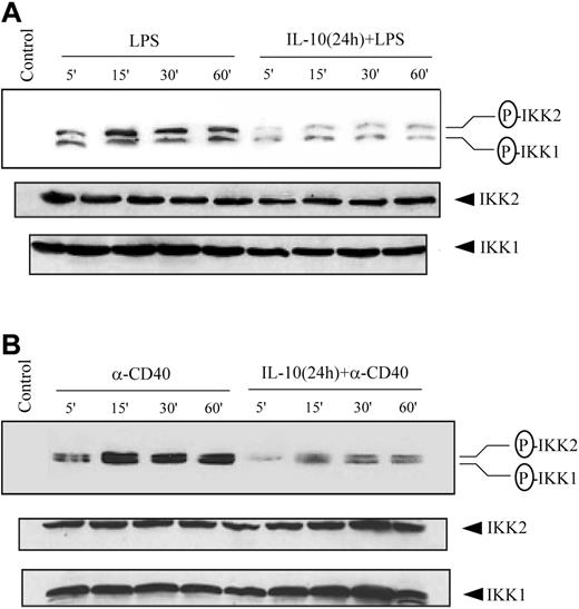 Figure 4. IL-10 pretreatment of DC inhibits phosphorylation of IKK1 and IKK2. DCs were pretreated with 50 ng/mL IL-10 or left untreated for 24 hours and then stimulated with (A) 500 ng/mL LPS or (B) 10 μg/mL anti-CD40 antibody for the indicated times. Cytoplasmic extracts were prepared, and the expression of phosphorylated IKK was analyzed using specific antiphospho-IKK1 (Ser180) or IKK2 (Ser181) antibody. The same membrane was reprobed with anti-IKK1 and anti-IKK2 antibodies. Data are representative of at least 3 independent experiments. The circled P indicates phospho.