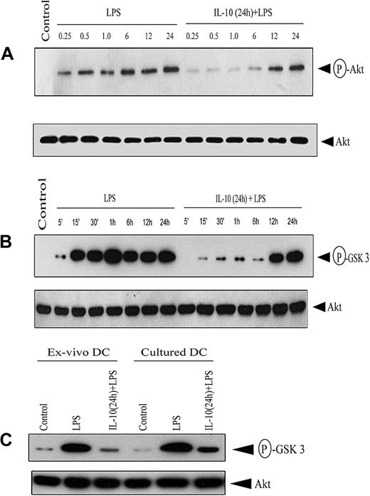 Figure 6. IL-10 pretreatment of DC inhibits Akt phosphorylation. (A) DCs were pretreated with 50 ng/mL IL-10 or left untreated for 24 hours, and then stimulated with 500 ng/mL LPS for the indicated times (in hours). Cytoplasmic extracts were resolved through SDS-PAGE and analyzed by Western blot using an antiphospho-Akt (Ser473) antibody or, on stripping the membrane, antibody specific for Akt. (B) Under similar conditions, DCs were stimulated with 500 ng/mL LPS for the indicated times, and in vitro Akt kinase activity was measured by assessing phosphorylation of the GSK-3 fusion protein after SDS-PAGE resolution and visualization by autoradiography. (C) Ex vivo splenic DCs and cultured bone marrow–derived DCs were pretreated with 50 ng/mL IL-10 or left untreated for 24 hours, and then stimulated with 500 ng/mL LPS for 30 minutes. In vitro Akt kinase activity was measured. In all experiments, Akt protein expression was determined using Western blot. Data are representative of at least 3 independent experiments. The circled P indicates phospho.
