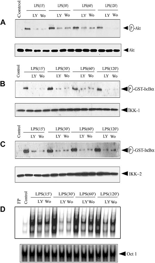 Figure 7. PI3K inhibitors block IKK activity and DNA binding of nuclear NF-κB. DCs were pretreated with either 200 nM wortmannin (Wo) or 50 μM LY294002 (LY) for 1 hour or left untreated, and then stimulated with 500 ng/mL LPS for the indicated times. (A) Cytoplasmic extracts were prepared, and phosphorylated Akt expression was analyzed using an antiphospho-Akt (Ser473)–specific antibody. The same membrane was reprobed with an anti-Akt antibody. IKK signalosome was immunoprecipitated using (B) anti-IKK1 or (C) anti-IKK2 antibodies, and in vitro kinase activity was measured as described. In all experiments, protein expression of IKK1 and IKK2 was analyzed through Western blot. (D) Nuclear extracts were prepared, and DNA binding to the H2K-specific oligonucleotide probe was measured using EMSA. A double-stranded OCT1 DNA probe was used as an internal control. Data are representative of at least 3 independent experiments. The circled P indicates phospho.