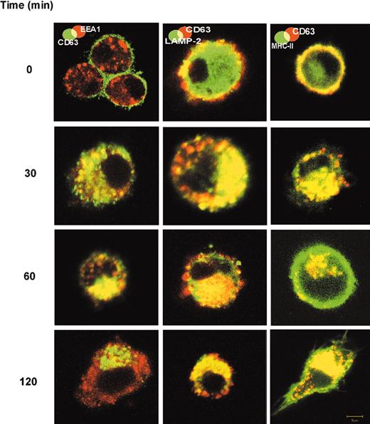 Figure 2. Translocation of FC-5.01/CD63 complexes from the cell surface to early endosomes, lysosomes, and MIICs of immature DCs. Double labeling to detect internalized FC-5.01 Mab and EEA1, LAMP-2, and MHC class II molecules was performed. Immature DCs were incubated with 10 μg/mL FC-5.01 Mab for one hour on ice. After washing to remove unbound FC-5.01, cells were further incubated in culture medium at 37°C for the indicated periods of time. FC-5.01 was stained with Cy5-GAM (green in EEA1 panel) or Cy3-RAM (red in LAMP-2 and MHC class II panels). Cells were then incubated with rabbit anti-EEA1 (red; secondary antibody Cy3-GAR), goat anti-LAMP-2 (green; secondary antibody Cy5-RAG), or anti-HLADR, -DP, -DQ FITC-labeled (green). Colocalization is visualized by yellow staining. Images are representative of at least 4 similar experiments. Objective lenses: Plan-Neofluar 100 ×/1.3 NA, oil; digital zoom: 2.