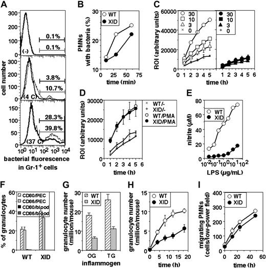 Figure 3. Functional defects in XID PMNs. (A) Phagocytosis of fluorescein-labeled, heat-killed bacteria by PMNs from WT (thin lines) or XID (thick lines) mice, shown as histograms of fluorescein intensity in gated Gr-1+ cells either not exposed to bacteria (-), or exposed to them at 4°C (4C) or at 37°C (37C) for one hour. (B) Time course of phagocytosis of fluorescein-labeled, heat-killed bacteria by peritoneal PMNs from WT or XID mice in gated Gr-1+ cells exposed to labeled bacteria at 37°C for varying times as indicated. (C) ROI responses of PMNs from WT (hollow symbols) or XID (filled symbols) mice to varying concentrations (μg/mL) of LPS over time as indicated (mean ± SE of triplicate cultures). (D) ROI responses of PMNs from WT or XID mice to PMA (30 ng/mL) over time (mean ± SE of triplicate cultures). (E) Induction of NO in PMNs from WT or XID mice to varying concentrations of LPS as indicated (mean ± SE of triplicate cultures). (F) Frequency of PMNs, either from blood or from peritoneal exudates induced by thioglycollate broth, expressing high levels of cell-surface CD80 or CD86 as indicated (mean ± SE). (G) Induction of PMN recruitment in the peritoneum of WT or XID mice in response to injection of oyster glycogen (OG) or thioglycollate broth (TG) 6 hours (OG) or 18 hours (TG) earlier, shown as PMNs rcovered per peritoneum (mean ± SE). (H) Time course of induction of PMN recruitment in the peritoneum of WT or XID mice in response to injection of thioglycollate broth at varying time points after injection, shown as PMNs recovered per peritoneum (mean ± SE). (I) Time course of motility of PMNs from WT or XID mice in vitro.