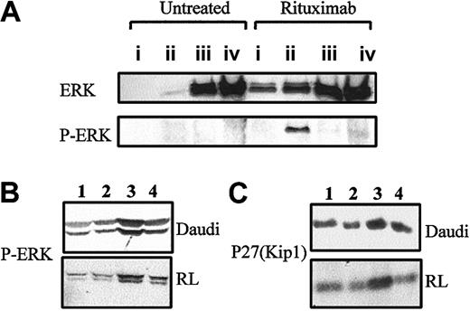 Figure 7. Rituximab induces ERK activation in raft microdomains and p27(Kip1) expression. (A) Raft microdomains of cells treated or not for 15 minutes with 10 μg/mL rituximab were isolated and then immunoblotted with antibodies recognizing ERK (p42/44 MAPK) and phospho-ERK (P-ERK). (i) Light (fractions 1-3); (ii) rafts (fractions 4-6); (iii) intermediate (fractions 7-9); and (iv) heavy (fractions 10-12). (B) Daudi and RL cells (5 × 106) were pretreated or not with 30 μM SR33557 for 1 hour, after which cells were incubated with or without 10 μg/mL rituximab for another 15 minutes. Cells were then immunoblotted with antiphospho-ERK antibody as described in “Materials and methods”; (1) untreated controls, (2) SR33557 alone, (3) rituximab alone, (4) SR33557 and rituximab. (C) Expression of p27(Kip1) was determined by Western blot analysis in Daudi and RL cells; (1) untreated controls, (2) SR33557 alone, (3) rituximab alone, (4) SR33557 and rituximab.