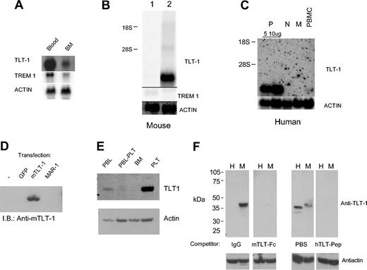 Figure 1. Expression of TLT-1 in platelets. (A) Northern analysis of mRNA isolated from mouse peripheral blood (lane 1) or bone marrow leukocytes (lane 2). Probes are as indicated. (B) Northern analysis of mRNA from mouse dendritic cell cultures (lane 1) and platelets (lane 2). (C) Northern analysis of mRNA from human blood platelets (P, either 5 or 10 μg total RNA loaded), PMNs (N), monocytes (M), or unfractionated PBMCs as indicated. Probes were as indicated. (D) Western blot analysis of lysates from HEK293T cells transfected as indicated immunoblotted with anti–TLT-1. (E) Whole cell lysates from murine peripheral blood leukocytes (PBL), PBLs cleared of platelets (PBL-PLT), bone marrow leukocytes (BM), or enriched platelets (PLT) were immunoblotted with anti–TLT-1 (top) followed by antiactin (bottom). (F) A total of 30 μg whole cell lysate from human (H) or murine (M) platelets was resolved by sodium dodecyl sulfate–polyacrylamide gel electrophoresis (SDS-PAGE). Quadruplicate filters were probed with either antimurine TLT-1 (left panels) or antihuman TLT-1 (right panels). Antimurine TLT-1 was competed with either human IgG or a fusion protein composed of the extracellular domain of TLT-1 fused to the Fc portion of human IgG. The antihuman immunoblot was competed with PBS or the peptide immunogen. All 4 filters with then washed and bound antibody detected using goat antirabbit IgG coupled to horseradish peroxidase (HRP). The same filters were then stripped and reprobed with antiactin to show loading (bottom panels).