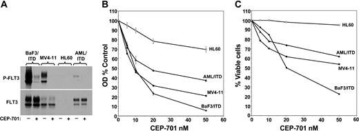 Figure 1. CEP-701 effects on FLT3/ITD-expressing cells. (A) Cells were incubated for 1 hour in culture medium with or without 50 nM CEP-701 and then lysed in detergent buffer. Then, 500 μg of this whole-cell extract was used for immunoprecipitation and immunoblotting as described in “Materials and methods.” The upper panel shows a blot probed with antiphosphotyrosine; the lower panel is the same blot stripped and reprobed with anti-FLT3. The blot reveals the characteristic appearance of FLT3, with a larger (160-kDa) mature, glycosylated form, and a smaller (130-kDa) immature form. (B) MTT assay of cells exposed for 48 hours to increasing doses of CEP-701. Each concentration point represents the mean of quadruplicate measurements of optical density (OD). The results are plotted as percent untreated control. This experiment was performed 3 times. The graph displays a representative result. Error bars represent the SD. (C) Annexin V apoptosis assay of cells exposed to CEP-701. The y-axis represents viable (ie, non-annexin V staining) cells plotted as percent untreated control. The concentration points represent a single measurement of annexin V binding. This experiment was repeated once with essentially identical results.