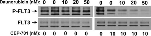 Figure 4. CEP-701-mediated FLT3 inhibition influenced by daunorubicin. BaF3/ITD cells were incubated in culture medium containing 10% FBS for 1 hour with the indicated concentrations of CEP-701 and daunorubicin. Cells were then lysed and FLT3 autophosphorylation was analyzed by immunoblotting as described in “Materials and methods.” The upper panel shows the blot probed with antiphosphotyrosine; the lower panel shows the same blot stripped and reprobed with anti-FLT3.