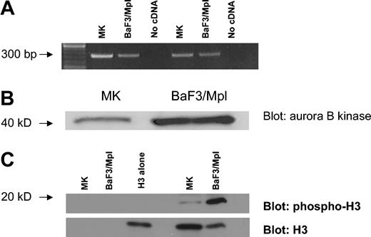 Figure 1. Aurora-B kinase is expressed in EnM MKs. (A) RT-PCR assay for Aurora-B kinase using RNA isolated from polyploid murine MKs and unsynchronized BaF3/Mpl cells. Two independent primer pairs were designed to yield products of about 300 base pair (bp). (B) Western blot comparing Aurora-B kinase expression in polyploid murine MKs and diploid cells. Gradient-purified MKs compared to unsynchronized BaF3/Mpl cells. Equivalent amounts of total cell protein were loaded in each lane. Aurora-B kinase is 41 kDa. (C) Kinase assay comparing Aurora-B kinase activity in polyploid murine MKs and diploid cells. Aurora-B kinase was immunoprecipitated from mature MK or BaF3/Mpl lysates, and kinase activity was assayed using purified histone H3 as a substrate. Phosphorylation was detected by blotting with phospho-specific histone H3 antibody. Blots were reprobed with antibody to histone H3. Lanes 1 and 2 contain no substrate, lane 3 contains purified histone H3 alone, lane 4 is empty, and lanes 5 and 6 show the kinase assay of MK and BaF3/Mpl immunoprecipitates against the purified histone H3 (19 kDa).