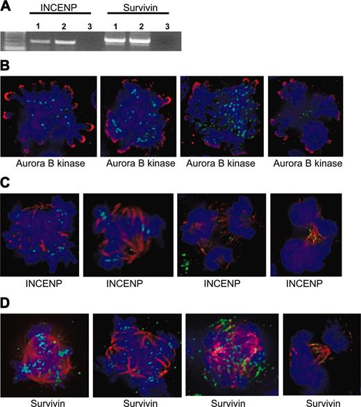 Figure 4. The chromosomal passengers, INCENP and survivin, are present at centromeres in EnM MKs. (A) RT-PCR showing expression of INCENP and survivin in polyploid murine MKs. RNA was isolated from gradient-purified MKs or BaF3/Mpl cells as a diploid control. Lanes 1, MKs; lanes 2, BaF3/Mpl; lanes 3, negative control. (B) Aurora-B kinase is present and functional in human MKs. Aurora-B kinase is shown in green and phospho-histone H3 is shown in red. Note the localization to midzone structures in the two rightmost images shown in anaphase. (C-D) INCENP and survivin (green) are present and properly localized in human MKs. Tubulin is shown in red, and DNA is blue. Note the localization to centromeres in the leftmost 2 images of metaphase cells, then midzone structures in the next 2 images shown in anaphase.
