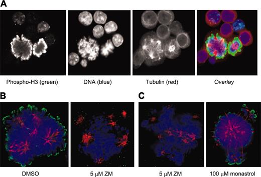 Figure 5. Phosphorylation of histone H3 is similar in EnM and mitosis and is ablated by an inhibitor of aurora kinase. (A) EnM murine MK and mitotic cell adjacent to each other allowing direct comparison of phosphorylation of histone H3. Phospho-histone H3 is shown in green; tubulin is stained in red. (B) Murine MKs were purified and incubated for 2 hours with either vehicle (DMSO) or 5 μM ZM447439 prior to fixation and immunostaining for phospho-histone H3 (green). (C) Spindle structure in MKs treated with an aurora inhibitor is not the same as that in MKs treated with an Eg5 inhibitor. Murine MKs were incubated for 2 hours with either 5 μM ZM447439 or 100 μM monastrol prior to fixation and immunostaining for tubulin and phospho-histone H3.