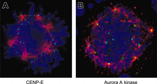 Figure 6. Aurora-related proteins are correctly localized in EnM MKs. (A) Murine MKs were fixed and stained for CENP-E (green) and α-tubulin (red). DNA is shown in blue. Note that CENP-E is localized to kinetochores and bi-orientation of chromosomes is visible at top of the spherical arrangement of spindle poles. (B) Murine MKs were fixed and stained for aurora-A kinase (green) and α-tubulin (red). DNA is shown in blue. Note localization of aurora-A kinase to spindle poles. Image is shown as a projection to display multiple spindle poles in the same view.