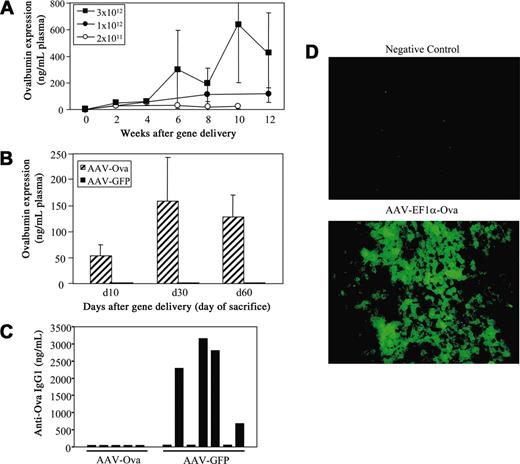 Figure 1. Transgene expression. (A) Vector dose-dependent systemic ova expression in BALB/c mice as a function of time after AAV-EF1α-ova administration. Mice were injected with varying doses of AAV-EF1α-ova at day 0 and were followed for 12 weeks (n = 5-6/dose). Mice received 2 × 1011 (○), 1 × 1012 (•) or 3 × 1012 (▪) vector genomes (vg's)/animal. (B) Ova expression levels of DO11.10 transgenic BALB/c mice at the time point that they were killed. Mice received 3 × 1012 vg's of AAV-EF1α-ova (▨) or 3 × 1012 vg's of AAV-EF1α-GFP (▪). Note that none of the mice injected with AAV-EF1α-ova shown in panels A and B formed antibodies to ova. Error bars (A-B) represent SD. (C) Antibody formation to ova 2 weeks after subcutaneous administration of 25 μg ova in cFA is graphed for individual DO11.10 transgenic BALB/c mice that had been injected with AAV-EF1α-ova or AAV-EF1α-GFP 2 months earlier (3 × 1012 vg's/animal). Shown are IgG1 responses (ova-transduced mice did not form IgG1 or IgG2a antiova after immunization). (D) Immunofluorescence staining of ova in a liver section from a nontransduced (top) or from an AAV-EF1α-ova–transduced DO11.10 mouse (bottom, 2 months after gene transfer). Original magnification, × 400.