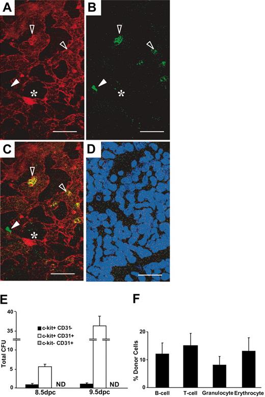 Figure 1. Hematopoietic potential of CD31-expressing cells in the murine yolk sac. (A-D) Confocal image of a 9.5-dpc murine yolk sac demonstrating the expression of CD31 (red, A) and c-kit (green, B). (C) Merged image. Hollow arrowheads indicate CD31 and c-kit double-positive cells, solid arrows indicate c-kit single-positive cell, and * indicates a CD31 single-positive cell. (D) Merged image with isotype controls and 4′6-diamidino-2-phenylindole 2HCl (DAPI)–labeled nuclei (scale bar, 50 μm). (E) Sorted cells from 8.5- and 9.5-dpc yolk sac (2000/dish) were plated in triplicate, and combined data obtained from 2 experiments are shown (ND indicates not detected). (F) In vivo hematopoietic potential of CD31-expressing cells in the 9.5-dpc yolk sac. Sublethally ablated newborn mice received transplants of 1000 sorted cells and were analyzed 6 months after transplantation for the presence of donor-derived Gpi-1A cells. Only mice that received transplants of CD31+ c-kit+ cells demonstrated multilineage donor-derived hematopoiesis (n = 5 mice; error bars indicate SEM).