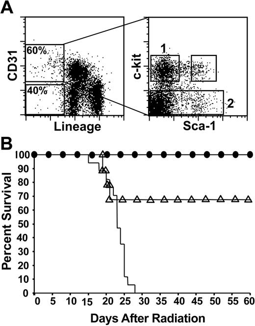 Figure 3. Radioprotection by CD31+ Lin– c-kit+ Sca-1– cells. (A) Left panel, adult bone marrow showing CD31+ lineage-negative cells (60%) and CD31– lineage-negative cells (40%). Lineage-negative fraction is 3% of total BM. Right panel, cell-sorting gates for populations of CD31+ Lin– cells based on c-kit and Sca-1 expression. (B) Lethally irradiated recipient mice (1200 cGy) received transplants of either of 2 populations of twice-sorted CD31+ cells: 10 000 CD31+ Lin– c-kit– cells (sort gate 2, solid line) and either 5000 (▵) or 10 000 (•) CD31+ Lin– c-kit+ Sca-1– cells (sort gate 1). Survival was monitored daily. Percentage of mice surviving is indicated. Pooled data from 3 independent experiments are shown (n = 9-17 mice per group).