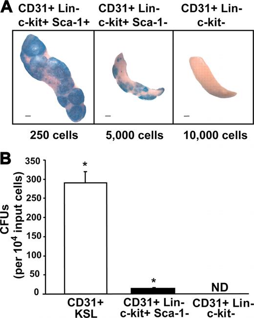 Figure 4. CFU activity of CD31+ Lin– bone marrow subsets. (A) Beta-galactosidase–expressing day-14 spleen colonies produced by the indicated ROSA26 CD31+ Lin– cell populations. (B) CFU activity in mice that received transplants of these 3 populations of cells: 250 CD31+ KSL cells, 5000 CD31+ Lin– c-kit+ Sca-1– cells, and 10 000 CD31+ Lin– c-kit– cells. The corrected number of CFUs per 10 000 input cells is shown. (Error bars indicate SEM; n = 9 per group; *P < .0005; scale bars, 1 mm; ND, not detected.)
