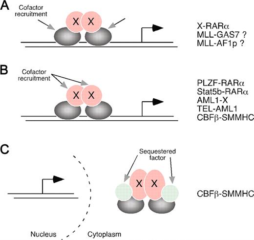 Figure 2. General mechanisms for oncogenic activation of chimeric transcription factors by dimerization/oligomerization in acute leukemias. (A) Forced homotypic interactions mediated by the fusion partner trap the DNA-binding component of the chimera in a conformation with altered association for transcriptional cofactors. For RARα, the cofactors mediate transcriptional repression, but, for dimerized MLL fusion proteins, they likely mediate activation. (B) In a second mechanistic category, the dimerization/oligomerization moiety itself serves as a platform for recruitment of transcriptional cofactors, as best illustrated by AML1 fusion proteins. This scenario relies on conformational features of the dimerization moiety that favor preferential assembly of corepressors (or coactivators) on multimerized protein interfaces. (C) A third mechanistic category invokes competitive sequestration of a DNA-binding partner (eg, AML1) by the oligomerized chimera, a model proposed for the potential role of CBFβ/SMMHC. Undoubtedly, some chimeras simultaneously function through more than one of these mechanisms. Examples are the dual roles of PLZF/RARα, Stat5b/RARα, and possibly CBFβ/SMMHC.