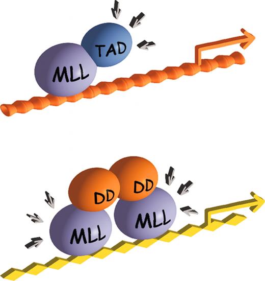 Figure 3. Alternative mechanisms for oncogenic activation of MLL in hematologic malignancies. (A) Direct fusion of MLL with transcriptional effector domains results in the recruitment of transcription activation complexes to MLL target genes through the fusion partner moiety. (B) Fusion partner–induced dimerization/oligomerization of MLL results in the aberrant maintenance of target gene expression, possibly by the recruitment of cofactors or basal transcriptional machinery through the MLL moiety of the chimera. TAD indicates transactivation domain; DD, dimerization domain.