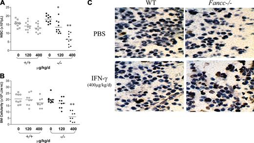 Figure 1. Effect of in vivo IFN-γ treatment on WBC count and BM cellularity. (A) Complete blood counts were obtained from experimental mice following completion of IFN-γ treatment. Data points represent the WBC count of individual mice. Bars represent the mean WBC count. *P < .01; **P < .001 comparing IFN-γ-treated versus vehicle-treated genotypic controls. (B) After 7 days of IFN-γ treatment, BM cellularity was counted. Data points represent BM cellularity of individual mice. Bars represent the mean BM cellularity. **P < .001 comparing IFN-γ-treated versus vehicle-treated genotypic controls. (C) TUNEL assays were conducted on BM sections from IFN-γ- or vehicle-treated Fancc-/- and WT mice (original magnification × 400). Arrows indicate the apoptotic cells. Data are representative of 5 experimental mice in each group.