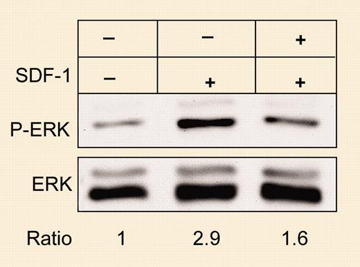 JE inhibits SDF-1–induced migration of 70Z/3 cells because of inhibition of ERK phosphorylation. See the complete figure in the article beginning on page 933.