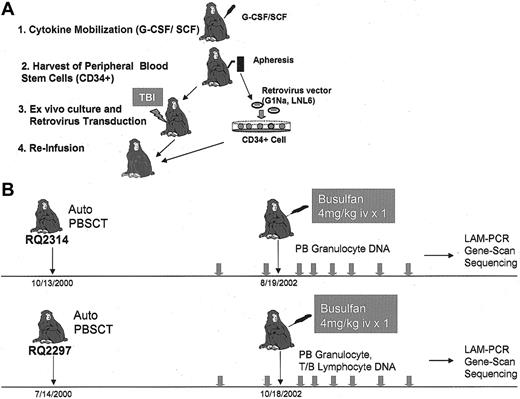 Figure 1. Experimental design. (A) Autologous transplantation of retrovirally transduced CD34+ cells. Animals were given G-CSF + SCF for 5 days to mobilize CD34+ cells into the peripheral blood, and the cells were collected by leukapheresis. Purified CD34+ cells were transduced with either G1Na or LNL6 retroviral marking vectors.15 (B) Transduced CD34+ cells were reinfused into the monkeys after 500 cGy = 2 TBI. Animals were then followed after engraftment for at least one year before entry into the current studies. Each animal was treated with 4 mg/kg busulfan intravenously. Granulocytes and lymphocytes were collected at multiple time points before and after busulfan, and used for LAM-PCR analysis. iv indicates intravenously.
