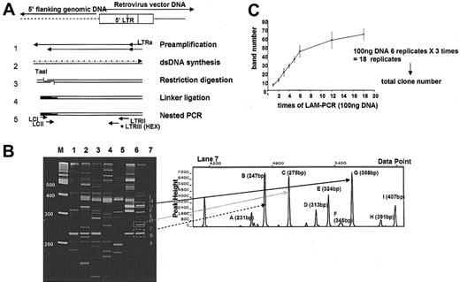 Figure 2. Clonal tracking analysis via LAM-PCR and Gene Scan. (A) Outline of LAM-PCR methodology. (1) Linear PCR by repeated primer extension from a biotinylated oligonucleotide and capture of the DNA products with avidin-coated magnetic beads. (2) Double-stranded (ds) DNA synthesis by random hexanucleotide priming. (3) DNA restriction digestion with TasI. (4) Ligation of an oligonucleotide ligation cassette (LC) to the overhanging sequence at the TasI site. (5) Nested PCR amplifications using primer pairs LCI-LTRII, LCII-LTRIII. (B) Final PCR amplification using a fluorescent primer allows separation and precise sizing of LAM-PCR products via comparison to size standards (M) on an automated sequencer and analysis using GeneScan software. (C) Repetitive samples of granulocyte DNA (100 ng) from one animal. The absolute number of independent clones detected by performance of each replicate LAM-PCR procedure is shown. By the time 6 replicates are run, the absolute clone number detected begins to plateau, and by 15 replicates, essentially no additional clones are detected.