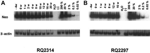Figure 5. PCR analysis of in vivo marking. Representative PCR of neo and β-actin sequences in PB granulocytes at different time points before and after busulfan treatment in each animal. Concurrent β-actin PCR was performed for each sample to quantitate the amount of amplifiable template DNA. Serial dilutions of G1Na DNA (2 copies of integrated vector per cell) into normal rhesus PB DNA were used as positive controls.