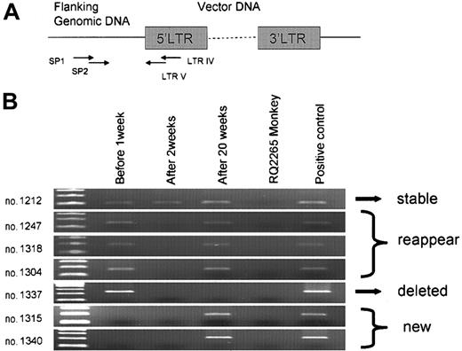 Figure 7. In vivo clone tracking by conventional PCR. (A) For each individual clone, clone-specific primers (SP1 and SP2) were designed to anneal to genomic sequences 5′ to the LTR insertion, after band isolation and sequencing of LAM-PCR products. Each set of primers was used for nested PCR, in combination with LTR IV and V primers. (B) DNA isolated from granulocytes before (0 week), and 1 and 20 weeks after busulfan treatment of RQ2314 analyzed using clone-specific primers for 7 individual insertions (nos. 1212, 1247, 1318, 1304, 1337, 1315, and 1340). RQ2265 granulocyte DNA was used as negative control; this animal received transduced cells but should not have any insertions identical to animal RQ2314. Cloned plasmid DNA from each insertion was used as a positive control.