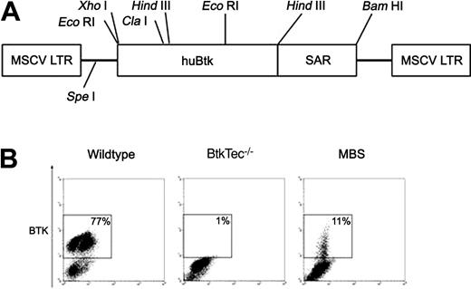 Figure 1. Transduction of 5FU-treated BM with the MBS vector. (A) Structure of the MSCV-huBtk-SAR (MBS) retroviral vector. The murine stem cell virus (MSCV) promoter drives expression of human Btk. The human interferon-β scaffold attachment region (SAR) was included to facilitate sustained expression of the Btk transgene in differentiated cells. (B) Btk expression in mock-transduced BM from WT and BtkTec–/– mice, and in MBS-transduced BM from BtkTec–/– mice. BM was analyzed immediately prior to transplantation into BtkTec–/– recipients (using intracellular FACS analysis). Btk expression in BM progenitors was between 6% and 11% in experiments 1 to 3.