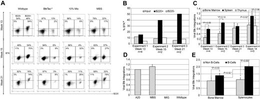 Figure 2. huBtk expression and viral marking in mice that underwent transplantation with BtkTec–/–. (A) Splenocytes were harvested from animals in experiments 1, 2, and 3 at weeks 13, 15, and 21, respectively; stained for B220; permeabilized; and stained for transgenic huBtk expression. Representative plots for each time point are shown. B220– non–B-lineage and B220+ B-lineage regions are indicated, as well as the percentages of each relative to a small lymphocyte gate on total splenocytes. The percentage of Btk+ cells within each region is shown inside the region box. (B) The average percentage of Btk+ cells in B220+ versus B220– splenic populations in MBS-treated recipients for each experiment was determined and compared to expression at the time of initial BM transduction (as measured by intracellular Btk staining prior to injection). (C) Btk viral copy number was determined using BM and spleen (as well as thymocytes in experiment 4) for all MBS-treated animals at the time of sacrifice (see “Materials and methods”). *Statistically significant differences in splenic versus BM cells. The similar level of marking of BM and spleen in experiment 3 likely reflects increasing numbers of mature recirculating B cells present in the BM by week 21 after transplantation (data not shown). (D) Btk viral copy number in a control B-cell line (A20) containing a single Btk viral integration, and in MBS-, MSCV-ires-GFP (MIG)–, or mock-transduced stem cells at the time of primary transplantation in experiment 4. (E) Btk viral copy number in B versus non-B cells purified from either BM or spleen in experiment 4 (see “Materials and methods”). *Significant differences between relative viral copy number in B versus non-B cells, and in marking of splenic versus BM B cells (n = 5). Error bars indicate SD of results in panels C-E.