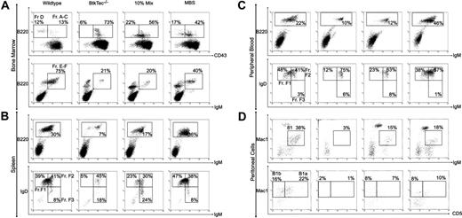 Figure 3. Reconstitution of B-lineage development in MBS-treated BtkTec–/– mice. BM, splenocytes, peripheral blood, and peritoneal cells were harvested from BtkTec–/– recipient mice 3 to 5 months after transplantation, evaluated by flow cytometry, and characterized based on “Hardy Fraction” stages of B-cell development. (A) BM (harvested 21 weeks after transplantation) was stained for B220, CD43, and IgM. Levels of Fractions A to C (pro-B) and Fraction D (pre-B), presented as percentages of the B220+ B-cell compartment, are shown in the upper panel (CD43/B220, gated on IgM– cells). Fractions E to F (immature B, mature B) are shown in the lower panel (IgM+/B220, gated on live cells as determined by forward and side scatter profiles), and also as percentages of B220+ cells. (B) Splenocytes (harvested 15 weeks after transplantation) were stained for B220, IgM, and IgD. B220+ cells, shown as percentages of total splenocytes, are shown in the upper panel (IgM/B220, gated on live cells). Late-stage splenic B-cell profiles are shown in the lower panel (IgM/IgD, gated on B220+ cells); the sequence of maturation is from Fraction FIII (IgMhi/IgDlo) to FII (IgMhi/IgDhi) to FI (IgMlo/IgDhi) as percentages of B220+ B cells. (C) Peripheral blood (collected 21 weeks after transplantation) was analyzed by the same parameters as for splenocytes. (D) Representative plots of peritoneal cells collected from BtkTec–/– transplant recipients 21 weeks after transplantation and stained for IgM, Mac1, and CD5 are shown. Total B1 cells are shown in the upper panel (IgM/Mac1, gated on live cells); percentages are relative to total peritoneal cells. Further resolution into CD5+ B1a and CD5– B1b, also presented as a percentage of the total peritoneal population, is shown in the lower panel (CD5/Mac1, gated on IgM– cells). Representative data from 2 of 3 independent experiments are shown.