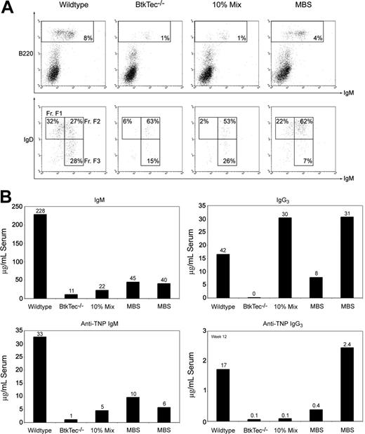 Figure 7. Analysis of B-lineage development in recipients of a secondary transplant. Representative data from 1 of 3 experiments showing the following. (A) Peripheral blood collected from recipients of a secondary transplant 6 weeks after transplantation and stained for B220, IgM, and IgD. B220+ cells, presented as percentages of total peripheral blood mononuclear cells, are shown in the upper panel (IgM/B220, gated on live cells). Fraction F subsets, presented as percentages of total B220+ B cells, are shown in the lower panel. (B) Serum IgM, IgG3, and TNP-specific IgM for TNP-immunized, individual, recipients of a secondary transplant from the same experiment. TNP-specific IgG3 from week 12 is also shown. Combined data from all 3 experiments demonstrated a statistically significant increase in the total number of IgM+/B220+ B cells in MBS-treated mice (P < .01). These data suggest that Btk-dependent B-cell development and function are preserved in secondary MBS recipients.