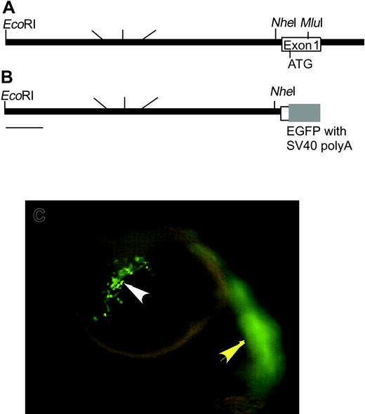Figure 1. Structure of the zpu.1 promoter and transient expression of EGFP. (A) Restriction map of the genomic region upstream of the first exon of zpu.1. (B) Restriction map of the zpu.1 genomic fragment and the EGFP transgene in the 9pu.1-EGFP construct used for injection to establish transgenic lines. (C) Fluorescent image of 22 hpf living embryos injected with linearized 9pu.1-GFP at the one-cell stage. The white arrowhead indicates zpu.1-expressing myeloid cells migrating from the anterolateral mesoderm over the yolk; and the yellow arrowhead, fluorescence in skeletal muscle. Lateral views, anterior is to the left, dorsal is up. Original magnification × 40.