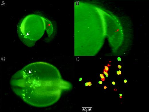 Figure 2. Fluorescent images of TG(zpu.1:EGFP)df5 embryos at 22 hpf. (A) Lateral view of GFP-positive cells. (B) Magnified lateral view of the posterior tail in panel A. (C) Dorsal view of the anterior head region. The white arrows indicate zpu.1-expressing myeloid cells migrating from the anterolateral mesoderm over the yolk; and the red arrows, zpu.1 cells in the ICM. (D) Confocal image of 2-color in situ hybridization of cells migrating over the anterior yolk at 22 hpf using a zpu.1 RNA probe (red) and an antibody to EGFP (green). Yellow indicates coexpression. Original magnification × 40 (A, D); × 100 (B-C).