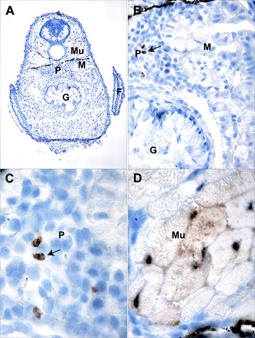 Figure 3. Immunohistochemistry of TG(zpu.1:EGFP)df5 20-day-old transgenic larvae. (A) Transverse section at the level of the pectoral fin (F) showing the pronephros (P), mesenephros (M), muscle (Mu), and gut (G). Enlarged views of the (B) mesonephros and pronephros junction, (C) pronephros, and (D) muscle. Original magnifications × 100 (A), × 200 (B), and × 1000 (C-D). Arrows indicate positive cells.