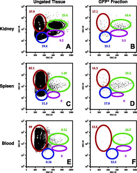 Figure 5. FACS analysis of hematopoietic cells from the TG(zpu.1:EGFP)df5 adult fish. Cells from kidney (A-B), spleen (C-D), and blood (E-F) from adult transgenic zebrafish were isolated and analyzed by FACS for total cellular subfractions by light-scatter gating (A,C,E) and the same subfractions of EGFP-positive cells (B,D,F). Gated populations are as follows: erythrocytes (red), lymphocytes (blue), granulocytes and monocytes (green), and blood cell precursors (purple). Cell size is represented by forward scatter (FSC; abscissa), and granularity is represented by side scatter (SSC; ordinate). Mean percentage of cells is indicated for each gated subpopulation.